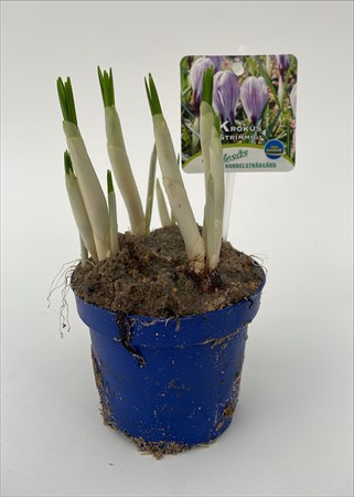 Crocus strimmig x18 Frillesås