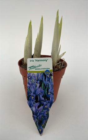 Iris Harmony blå Frillesås