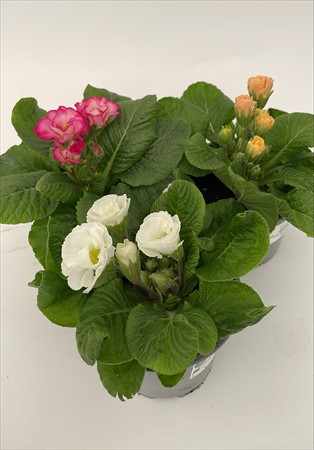 Primula exklusiv mix lokalodlad