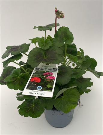 Pelargon Black Knight Mix Förslöv