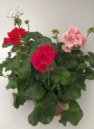 Pelargon zonale 11,5cm, lokalodlad