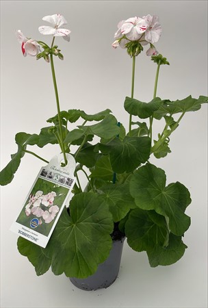 Pelargon Äggskal Förslöv