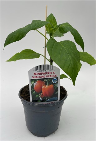 Paprika Orange Mini lokalodlad