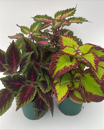 Coleus x6 Arvidsson