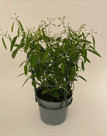 Euphorbia Diamond Frost 12cm, lokalodlad