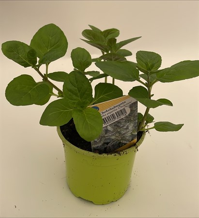 Mynta Chokladmynta 10,5 cm lokalodlad