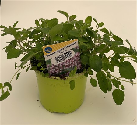 Oregano 10,5 cm lokalodlad