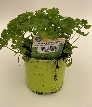 Persilja krusbladig 10,5 cm, lokalodlad