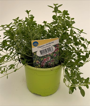 Citrontimjan 10,5 cm lokalodlad