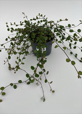 Muehlenbechia lokalodlade