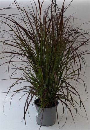 Pennisetum Rubrum x6 17 cm svenskodlad