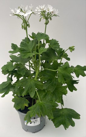 Pelargon stjärn Förslöv