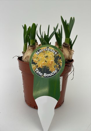 Narciss Tete Bouclé lokalodlad