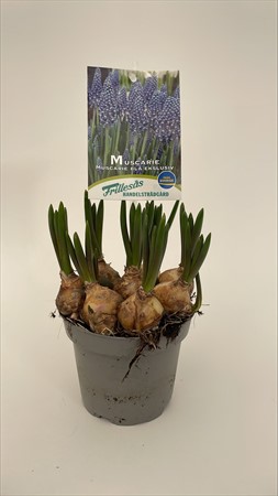 Muscari blå 12 cm kraftig x12 Frillesås