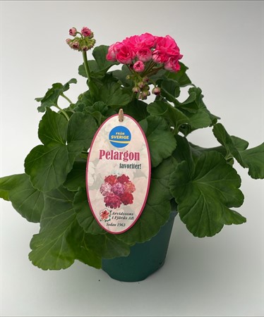 Pelargon Rosalinda x6 Arvidsson