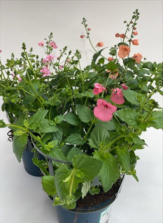 Diascia x8 Frillesås