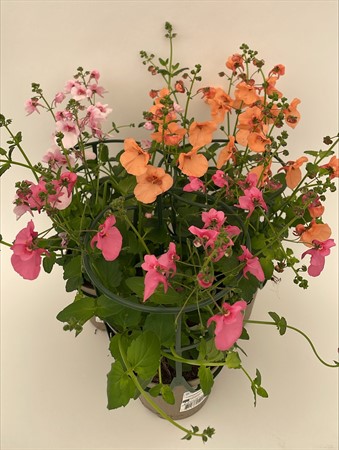 Diascia x8 svenskodlad