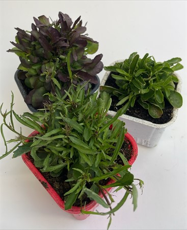 Lobelia 8cm x24, lokalodlat