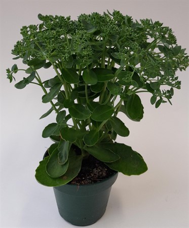 Sedum Herbstfreude Kärleksört Arvidsson svenskodlad