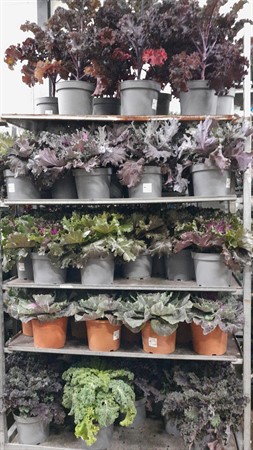 Brassica XXL 22 cm Mälarö svenskodlad