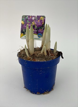 Crocus blå x18 Frillesås