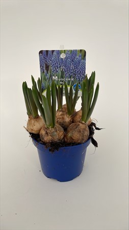 Muscari blå Frillesås x18