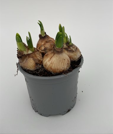 Narciss Tete a tete lokalodlad x15