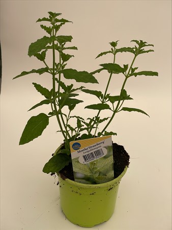 Mynta Jordgubbsmynta 10,5 cm lokalodlad