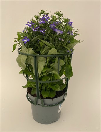 Lobelia blå PC lokalodlad