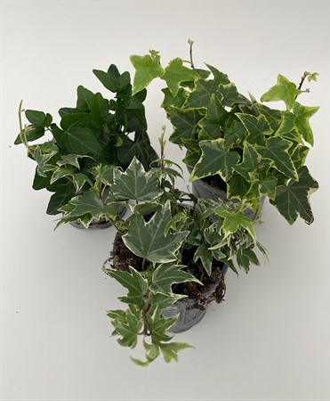 Hedera helix olika sorter x18 svenskodlade