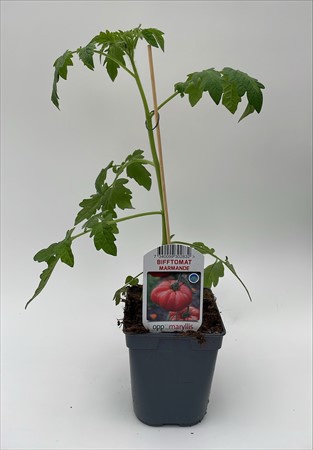 Tomat Marmande lokalodlad