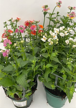 Nemesia x6 Arvidsson