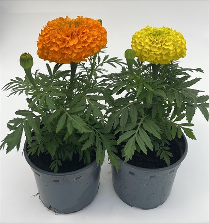 Tagetes erecta storblommig svenskodlad