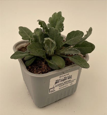 Silverek 8cm x24, lokalodlade