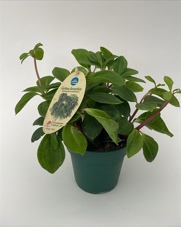 Peperomia pereskifolia Arvidsson
