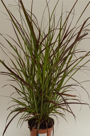 Pennisetum Rubrum Frillesås svenskodlad