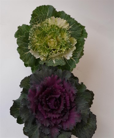 Brassica x 8 Mariestad svenskodlad