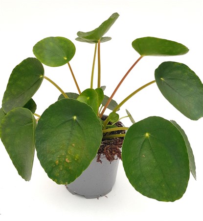 Pilea peperomioides svenskodlad