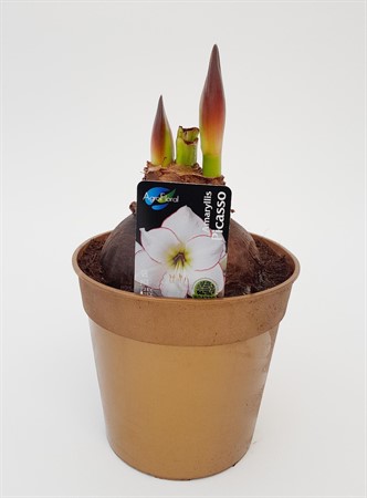 Amaryllis jumbo Picasso guldkruka 32/36 svenskodlad