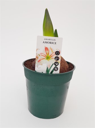 Amaryllis Amorice 26/28 svenskodlad