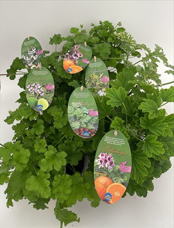 Pelargon doft svenskodlad