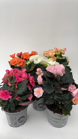 Begonia blf Björkebo Lokalodlad