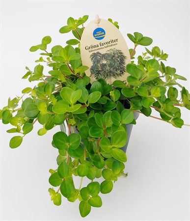 Peperomia rotundifolia Arvidsson svenskodlad