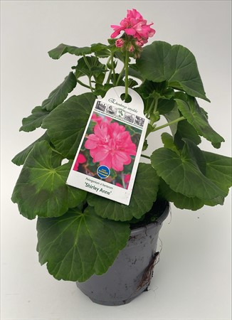 Pelargon Shirley Anne Förslöv