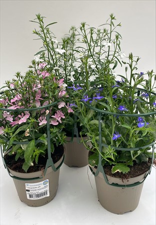 Lobelia x8 PC svenskodlad