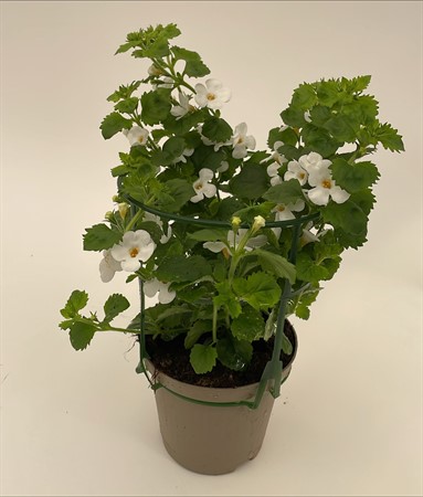 Bacopa x8 PC svenskodlad