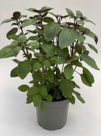 Basilika Magic Mountain 17 cm lokalodlad