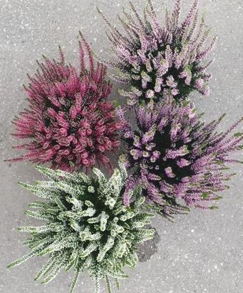 Calluna 12 cm