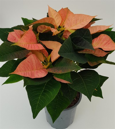 Höststjärna Beauty Cinnamon svenskodlad