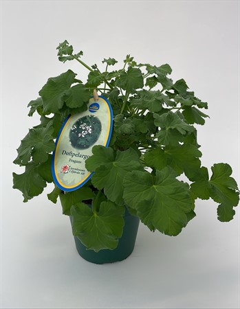 Pelargon doft Fragans Arvidsson